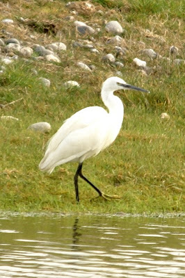 Lytse Wite Reager - Kleine Zilverreiger - Egretta garzetta