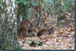 2011-11-28 Wildwood 097
