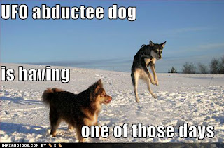 Dog Funny Picture