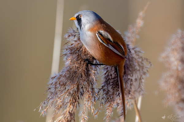 Bearded tit