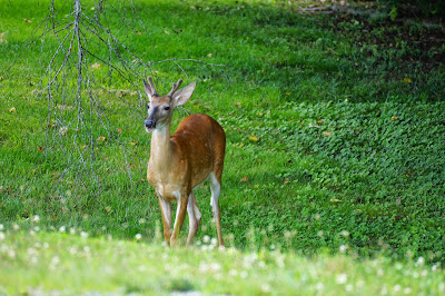 young whitetail buck