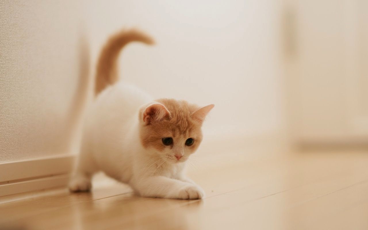 25 Foto dan Gambar Kucing Anggora + Harga Kucing Anggora 