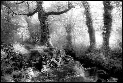 quand la forêt étend son voile d'ombre ...