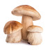 Bulk Mushroom Supplier In Sikkim | Wholesale Mushroom Seller In Sikkim | Mushroom Distributors In Sikkim