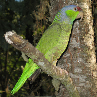 Amazona finschi