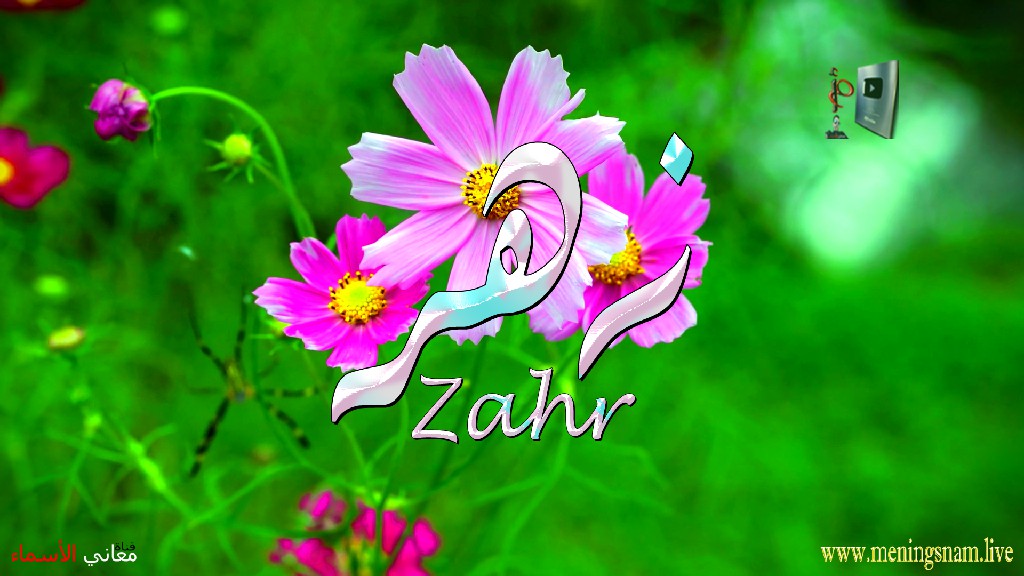 معنى اسم, زهر, وصفات, حامل, وحاملة, هذا الاسم, Zahr,