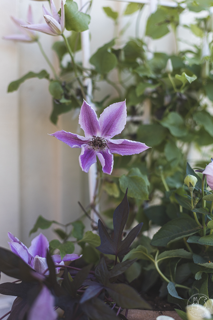 siirtolapuutarha ruukkupuutarhan mökin edustalla kärhö Clematis 'Yuan'