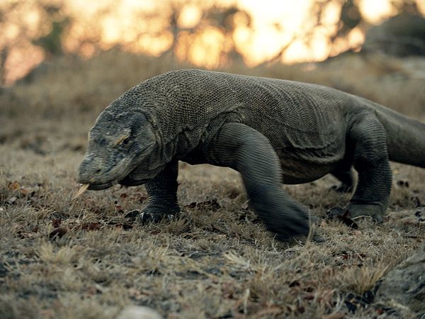 komodo dragon