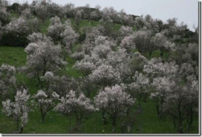 clip_image002