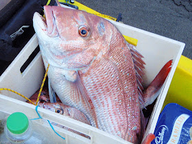 http://www.seabreeze.com.au/News/Fishing/VIC-Two-huge-illegal-snapper-hauls-uncovered_6015592.aspx