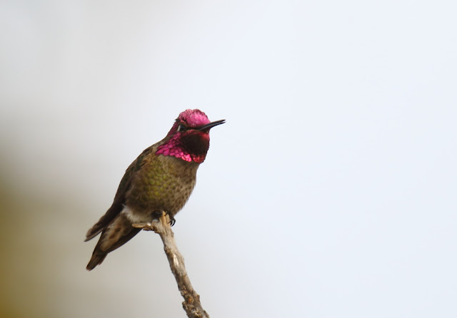 Anna's Hummingbird