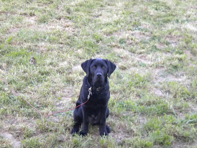 Dagan in the yard with drool hanging out of the corners of his mouth