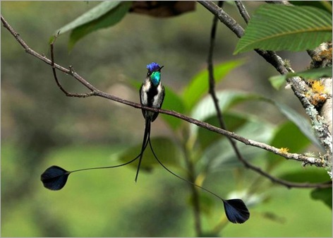 rare-birds-photo-contest-marvellous-spatuletail