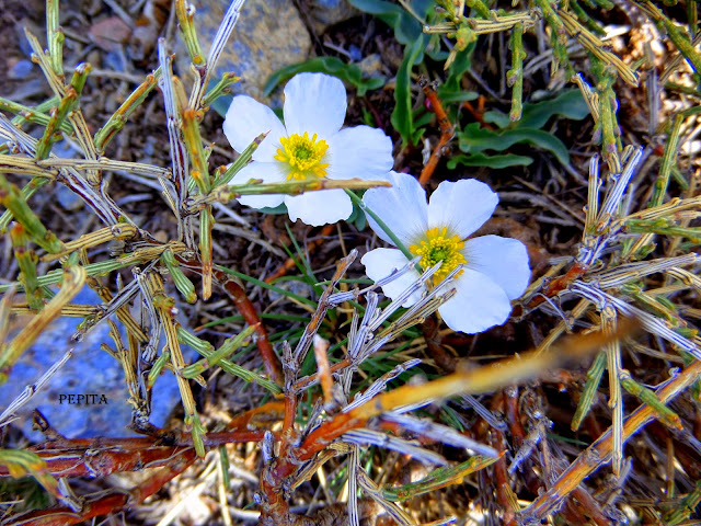 Foto flores Ranillo de las Nieves . Sierra Nevada