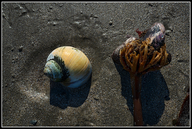 Risser's Beach; Nova Scotia; Shells; Moon Snail; Mussels; Seaweed