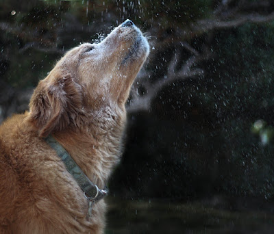 Top 5 Inspirational Dog Portrait Photographs