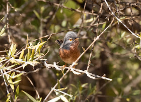 Tristram's Warbler - Paradise Valley, Morocco