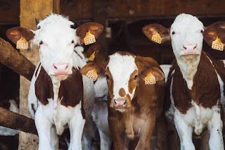 Antibiotic resistance: what is animal agriculture's role?