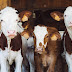 Antibiotic resistance: what is animal agriculture's role?