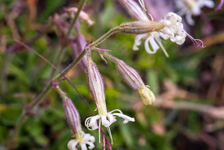 [Caryophyllaceae] Silene nutans – Nottingham Catchfly (Silene pendente)