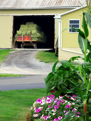 Amish Harvest of Hay