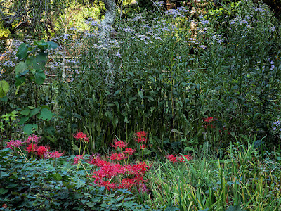 Higan-bana (Lycoris radiata) and Shion (Aster tataricus) flowers: Tokei-ji