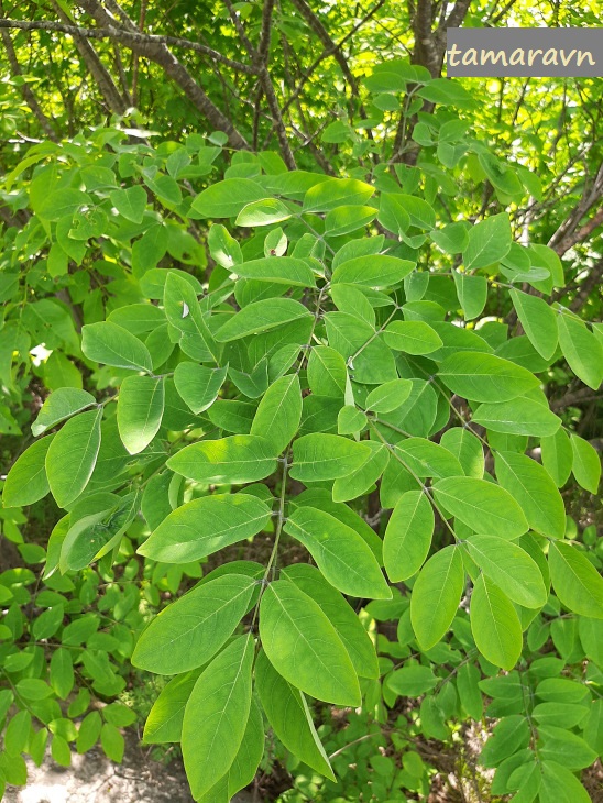 Маакия амурская (Maackia amurensis)