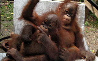 Rescued baby orangutans Jakc and Ledi