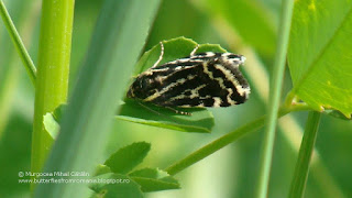 Acontia (Emmelia) trabealis DSC111379