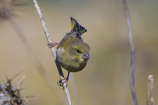 verderon-comun-carduelis-chloris-hembra-posada-