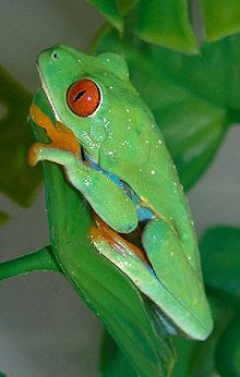 red eyed tree frog, red-eye tree frog