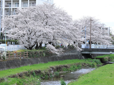 黒目川の桜も大分咲いています。7～8分咲き？