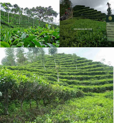 kebun teh kulonprogo nglinggo jogja