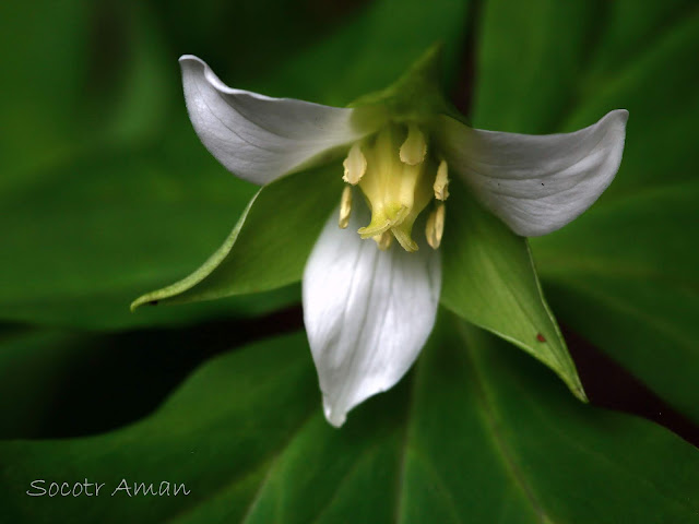 Trillium tschonoskii