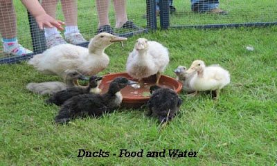 Caring the Ducks