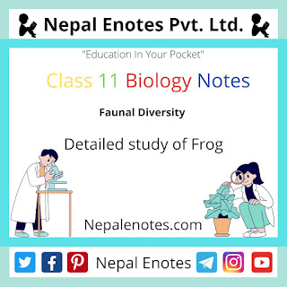 Class 11 Biology Detailed study of Frog Notes