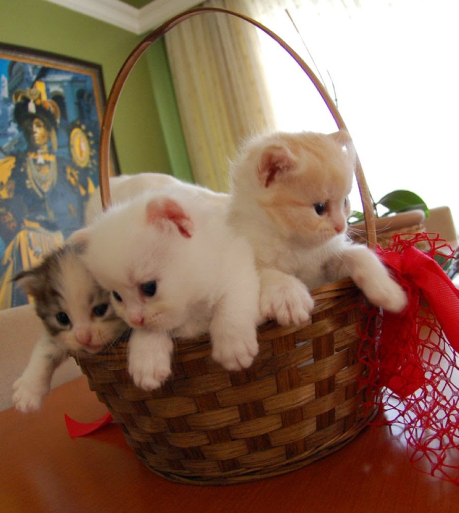 The Cutest  Kitten Family on Earth 