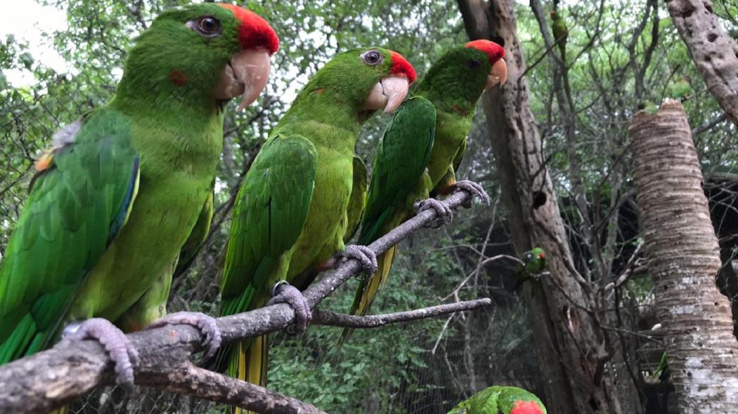 https://www.notasrosas.com/Distrito Especial de Policía Uribia y Secretaria de Movilidad, trabajan para preservar la fauna y la flora en esa localidad