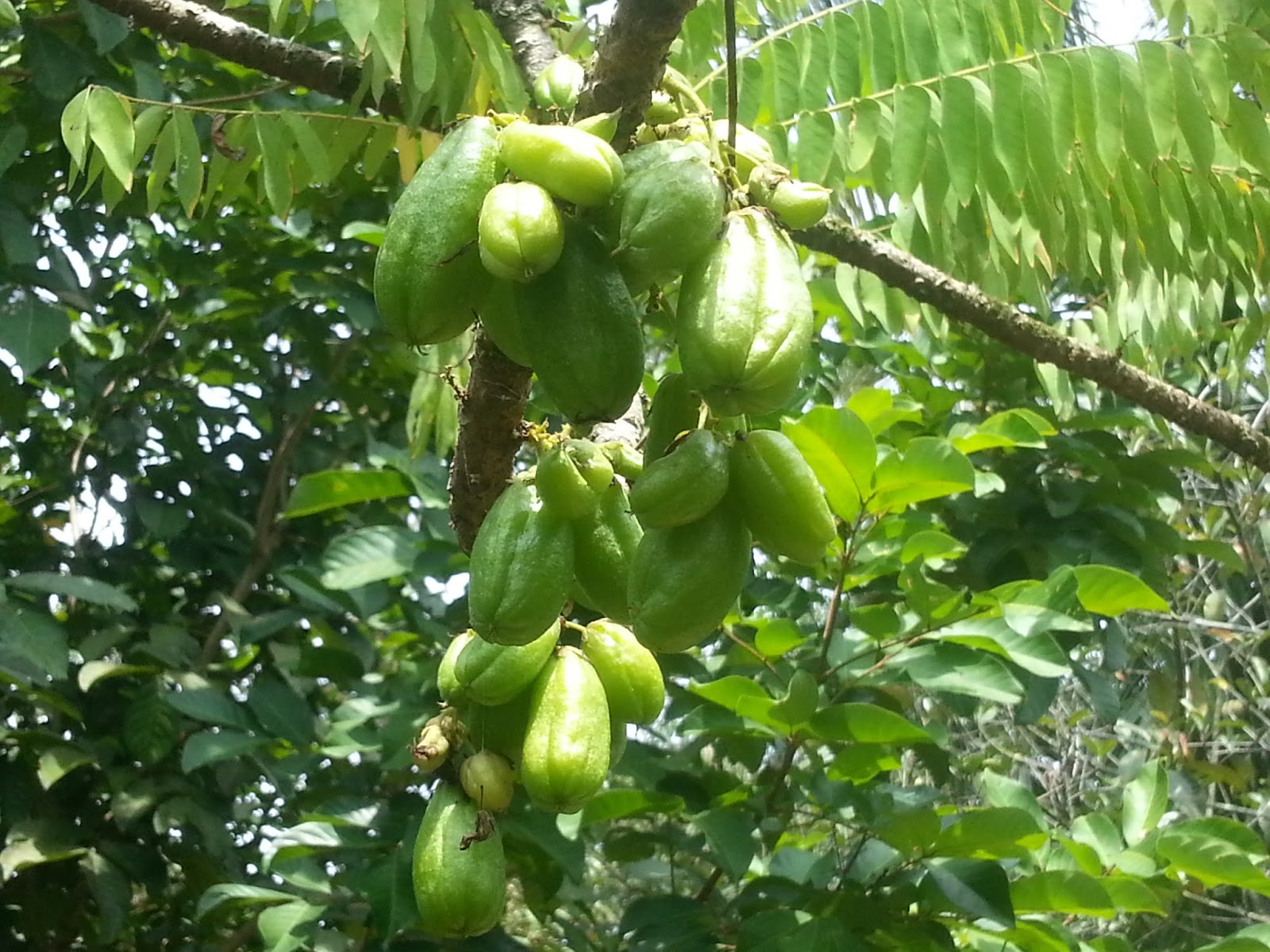 Udang dan Belimbing buluh ~ SuteraUngu87