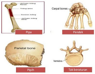 Macam-macam Jenis Tulang Pada Manusia (Tulang Keras dan Tulang Rawan serta Contohnya)