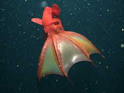 Arafah Aquarium Foto  foto  hewan  laut paling aneh di dunia