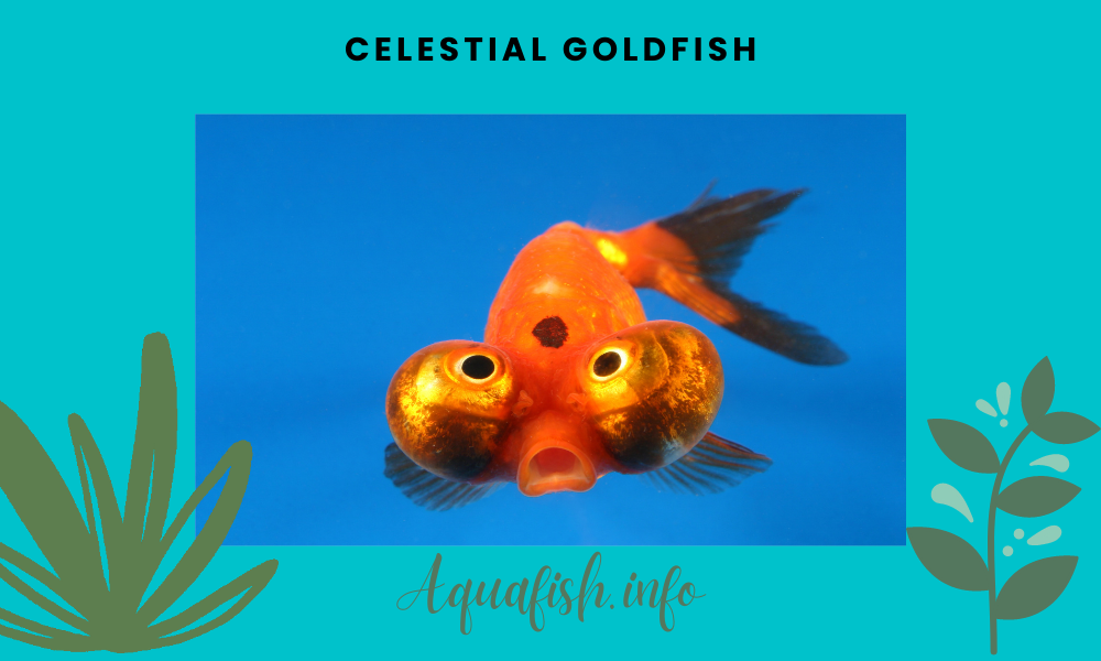 Celestial Goldfish