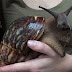 Floride : des escargots géants !