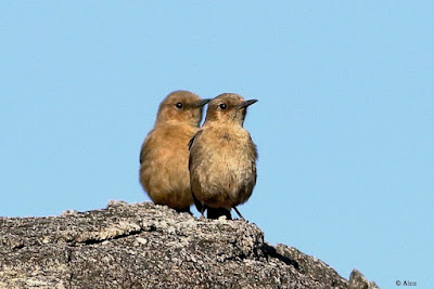 "Brown Rock Chat - Oenanthe fusca, a pair perched atop a large rock."