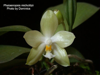 Grow and care Phalaenopsis micholitzii orchid - Micholitz's Phalaenopsis