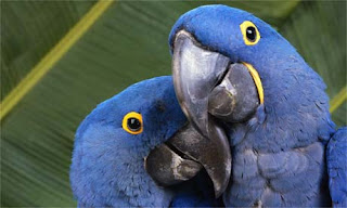 Hyacinth Macaws