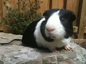 #13 Guinea Pigs Wallpaper