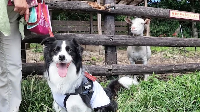 保護犬 ボーダーコリー トーマ マザー牧場