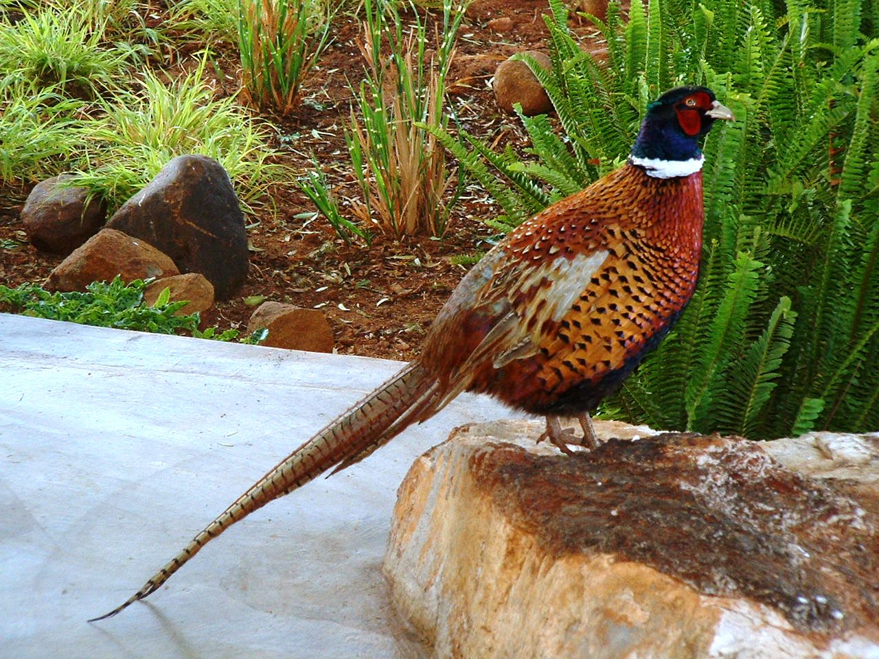 All Wallpapers Colourful Pheasant Birds Wallpapers HD Wallpapers Download Free Images Wallpaper [wallpaper981.blogspot.com]