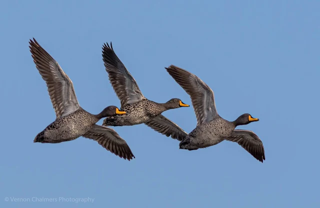 Yellow-Billed Ducks in Flight Table Bay Nature Reserve Woodbridge Island Vernon Chalmers Photography Copyright